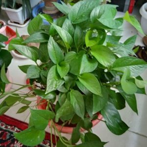 گل طبیعی پتوس سمنان