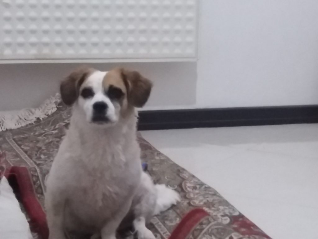 فروش حیوان خانگی(سگ خارجی)