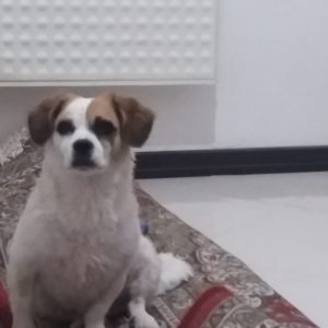 فروش حیوان خانگی(سگ خارجی) در سایت آگهی و خرید و فروش دزار سمنان.