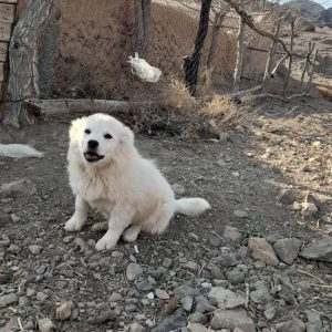 فروش سگ پاکوتاه در سمنان . سایت آگهی و خرید و فروش دزار سمنان .