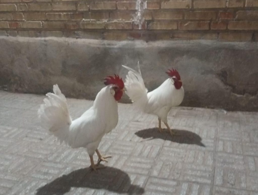 خروس سفید بزرگ