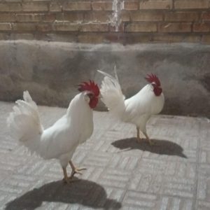 فروش خروس سفید بزرگ در سمنان . سایت آگهی و خرید و فروش دزار سمنان .