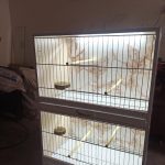 قفس اروپایی دو طبقه