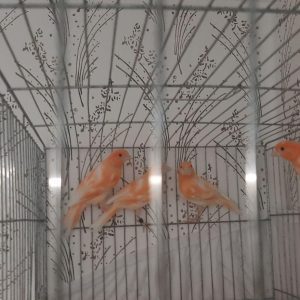 فروش قناری موزاییکی در سمنان . سایت آگهی و خرید و فروش دزار سمنان .