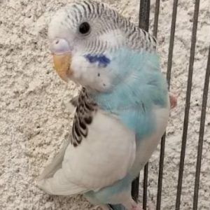 فروش مرغ عشق قبراق در سمنان . سایت آگهی و خرید و فروش دزار سمنان .