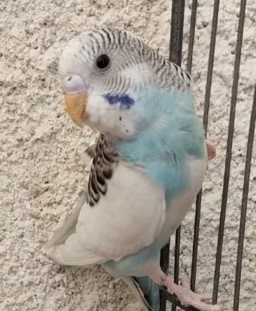 مرغ عشق قبراق