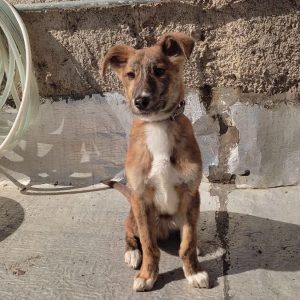 فروش سگ توله مالینویز در سمنان . سایت آگهی و خرید و فروش دزار سمنان .