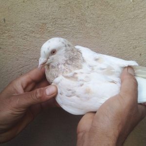 کبوتر فروشی در سمنان . سایت آگهی و خرید و فروش دزار سمنان .