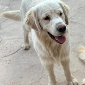 واگذاری سگ گلدن سفید در سمنان . سایت آگهی و خرید و فروش دزار سمنان .