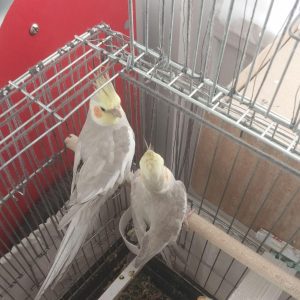 فروش دوعدد طوطی عروس آواز خان در سمنان (چندکلمه ای هم میگه) . سایت آگهی و خرید و فروش دزار سمنان .