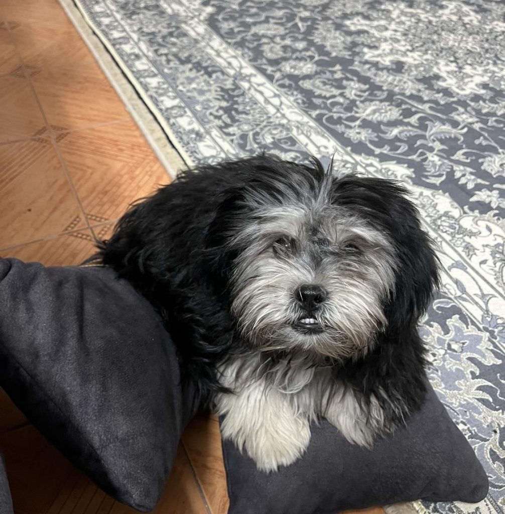 سگ شیتزو تربیت شده