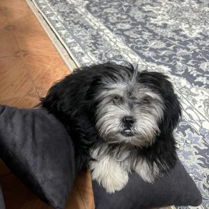 فروش سگ شیتزو تربیت شده در سمنان . سایت آگهی و خرید و فروش دزار سمنان .