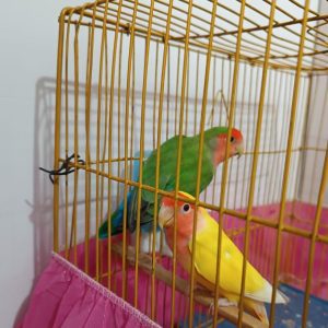 فروش طوطی برزیلی در سمنان . سایت آگهی و خرید و فروش دزار سمنان .