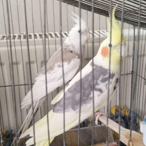 فروش طوطی عروس هلندی در سمنان . سایت آگهی و خرید و فروش دزار سمنان .