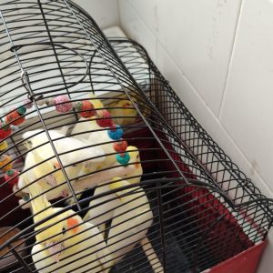 فروش تعدادی جوجه عروس هلندی در سمنان . سایت آگهی و خرید و فروش دزار سمنان .