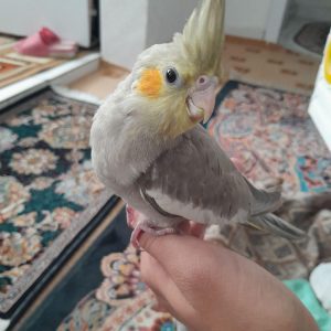 فروش جوجه عروس هلندی در سمنان .