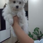 واگذاری شیتزو پامر