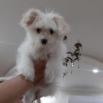 واگذاری شیتزو پامر