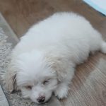 واگذاری شیتزو پامر