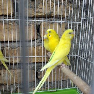 فروش یک جفت مرغ عشق زرد در سمنان .