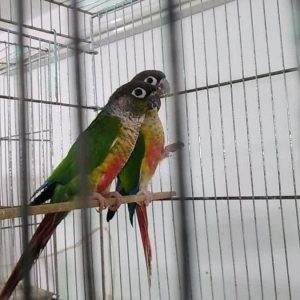 گرینچیک مولد