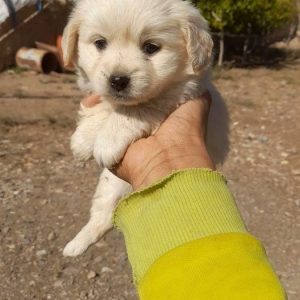 واگذاری سگ پاکوتاه در سمنان .