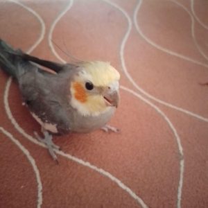 فروش عروس هلندی خاکستری در سمنان .