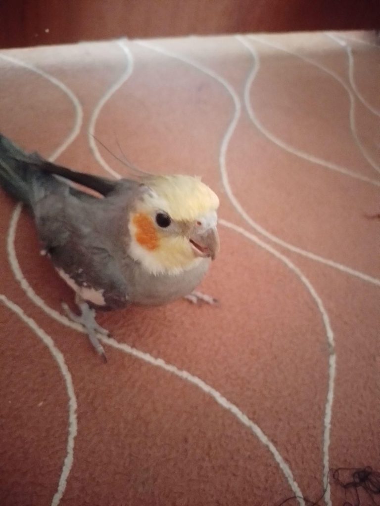 عروس هلندی خاکستری