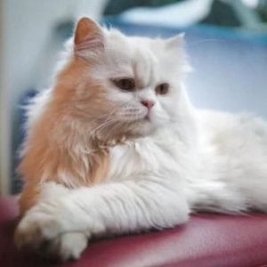 گربه پرشین عروسکی