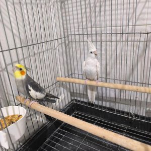 آگهی فروش عروس هلندی بالغ در سمنان