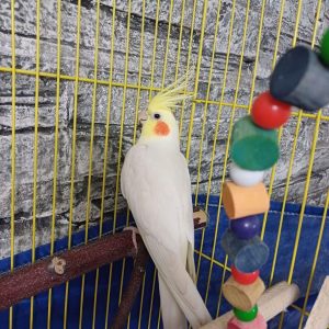 فروش عروس هلندی نر سخنگو در سمنان .