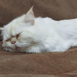 فروش گربه پرشین در سمنان