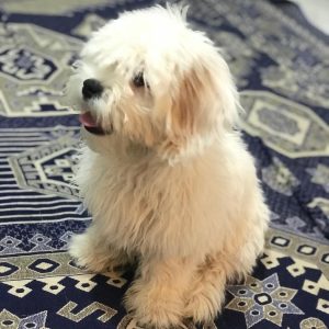 فروش سگ در سمنان