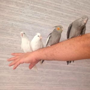 فروش جوجه عروس هلندی