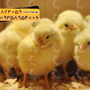 فروش ویژه جوجه گوشتی نژاد راس ۳۰۸ چهار منفی