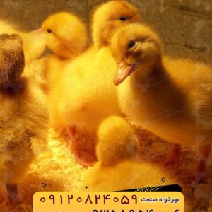 فروش ویژه جوجه اردک گوشتی نژاد پکنی