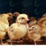 🐣🐣🐣 *جوجه مرغ بومی*🐣🐣🐣