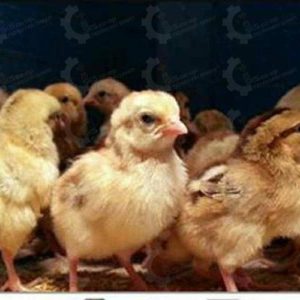 فروش ویژه جوجه مرغ بومی دورگه کرمانشاهی و گلپایگانی