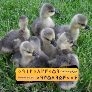 دزار سمنان؛ سایت درج آگهی رایگان در سمنان / آگهی فروش جوجه غاز گوشتی در سمنان